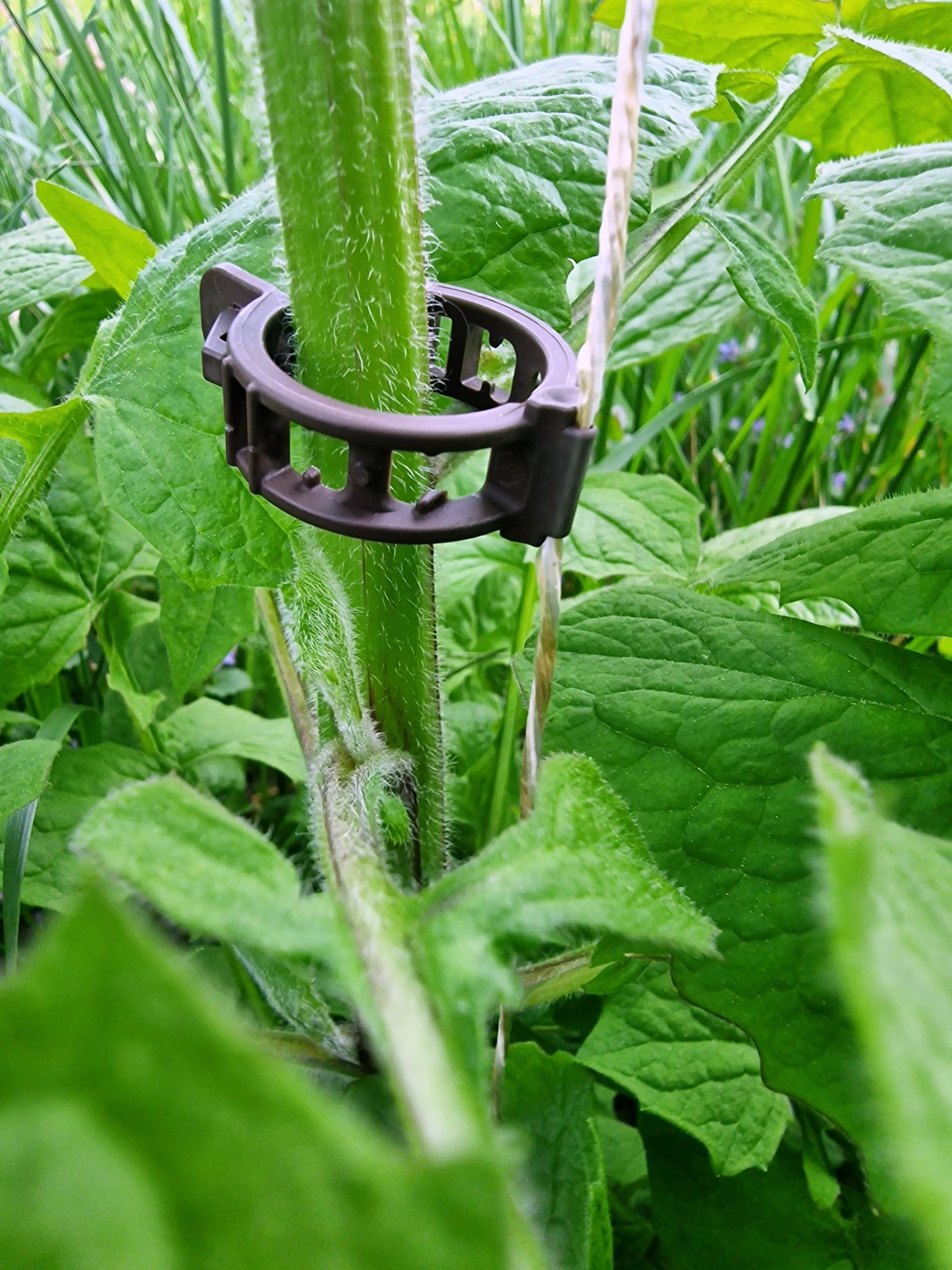 Pflanzenclips für Tomaten Paprika Gurken Rankhilfe ⌀ 22 mm mit Schnurführung 100 Stück