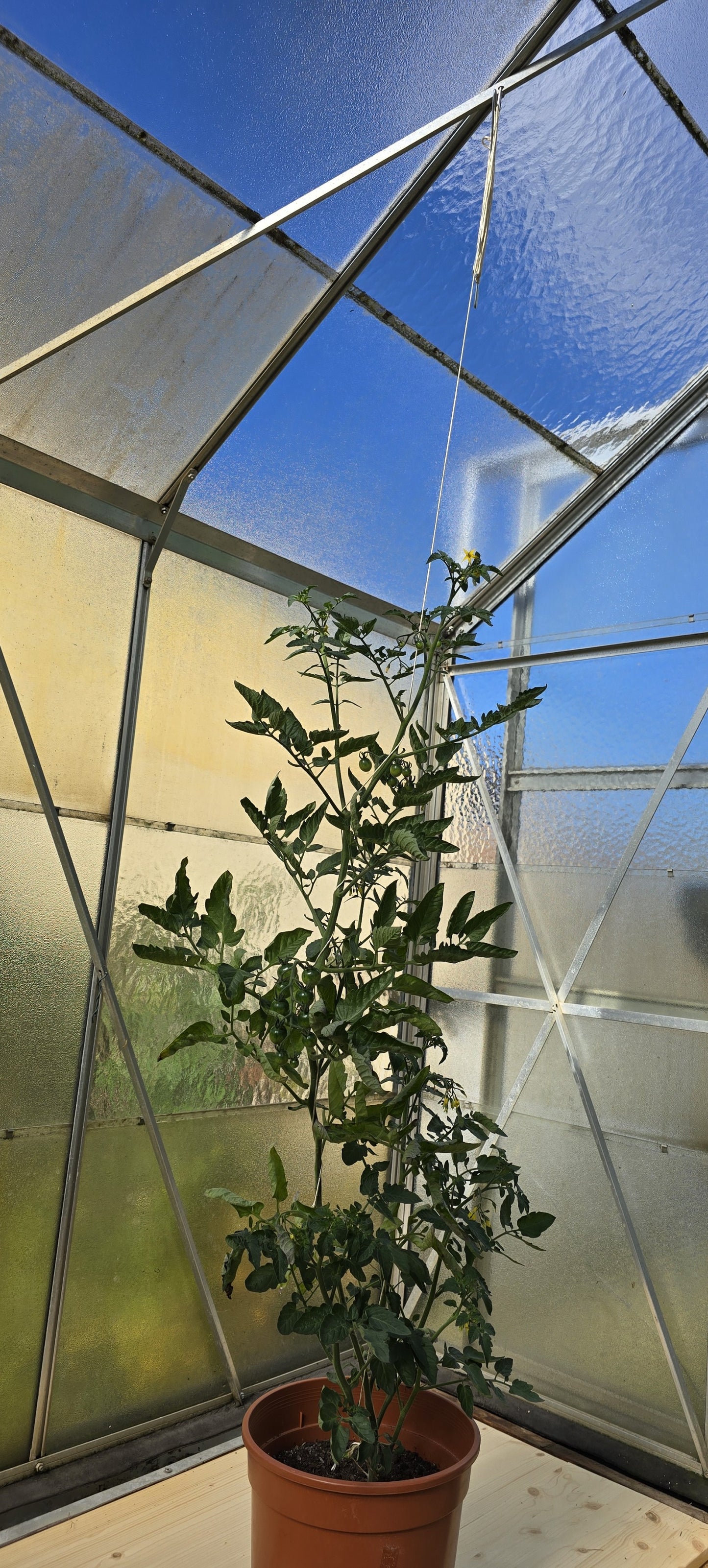 Profi Tomatenhaken 10 Stück Gurkenhaken Rankhilfe mit je 5 M kompostierbarer Schnur