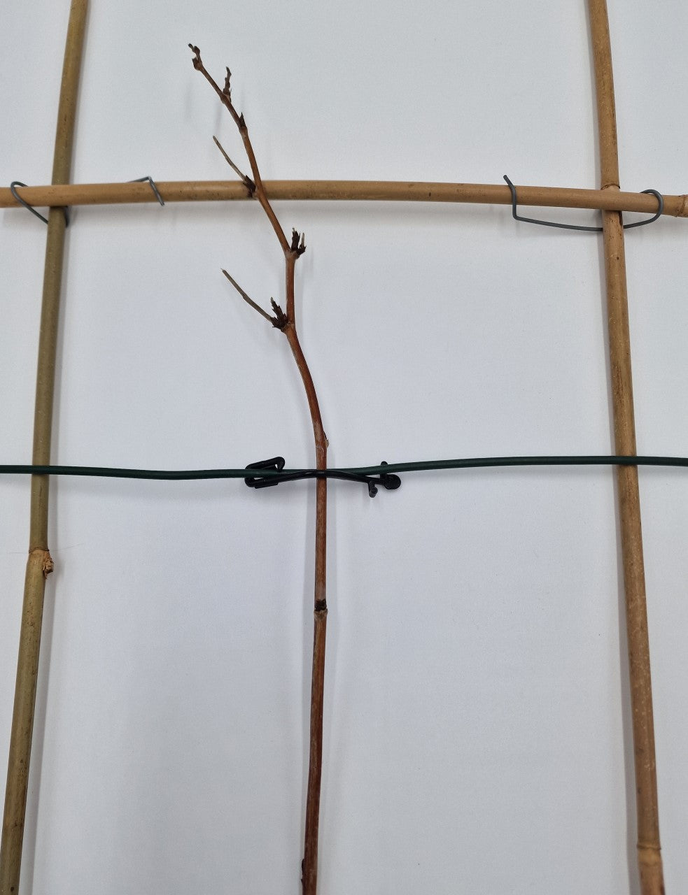 Himbeerklammer Drahtklammer für Weinbau Beerenanbau 100 Stück Kunststoff 6,5 cm