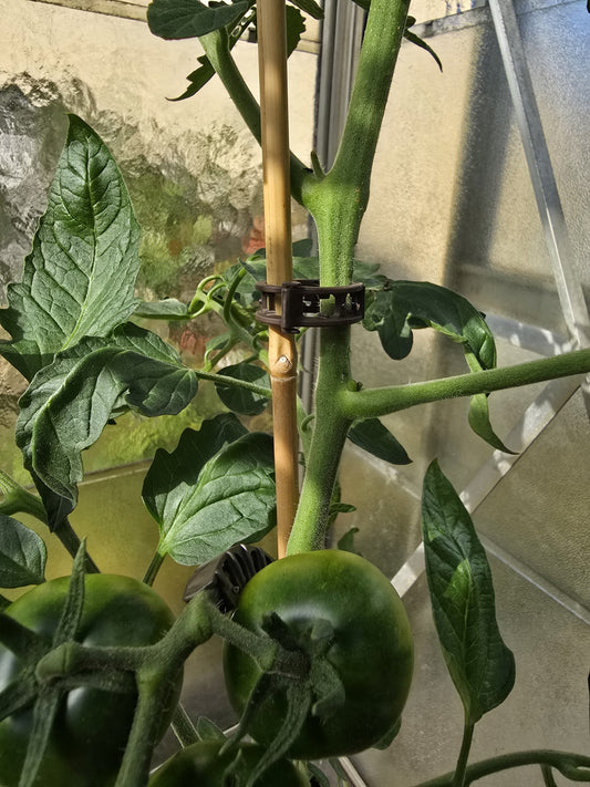 Pflanzenclips für Tomaten Paprika Gurken Rankhilfe ⌀ 22 mm mit Schnurführung 100 Stück