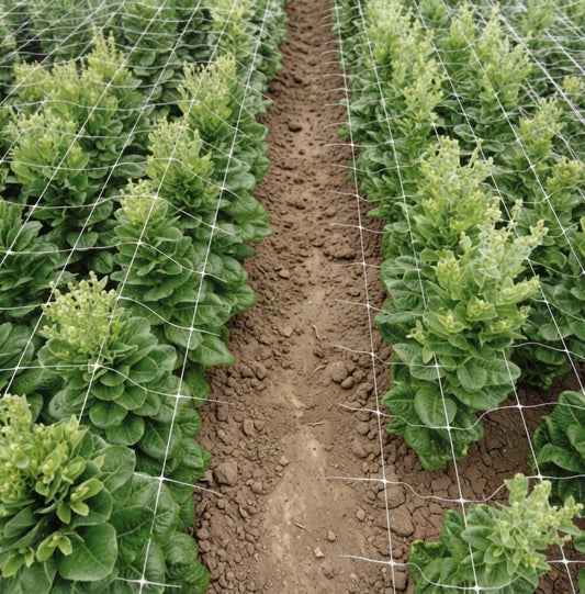 Kletterpflanzen Rankhilfe Pflanzennetz Gartennetz Stütznetz 2 x 10 m weiß