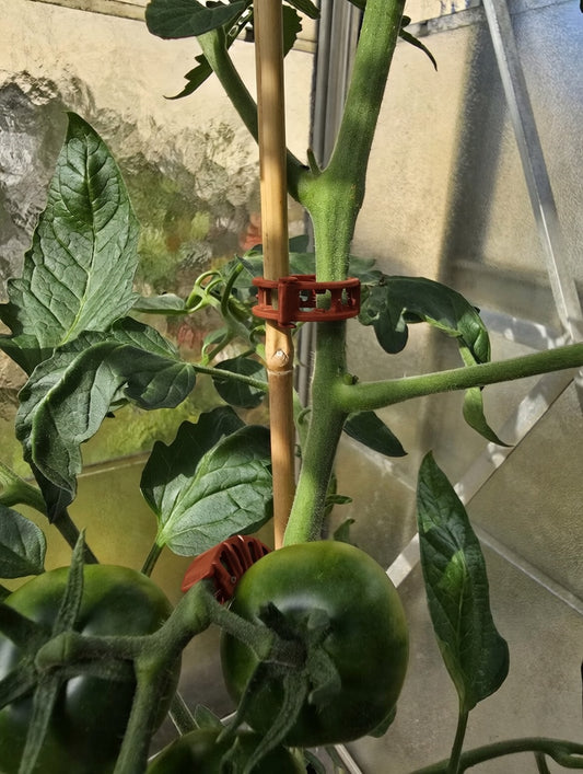 Pflanzenclips für Tomaten Paprika Gurken Rankhilfe ⌀ 22 mm mit Schnurführung 100 Stück