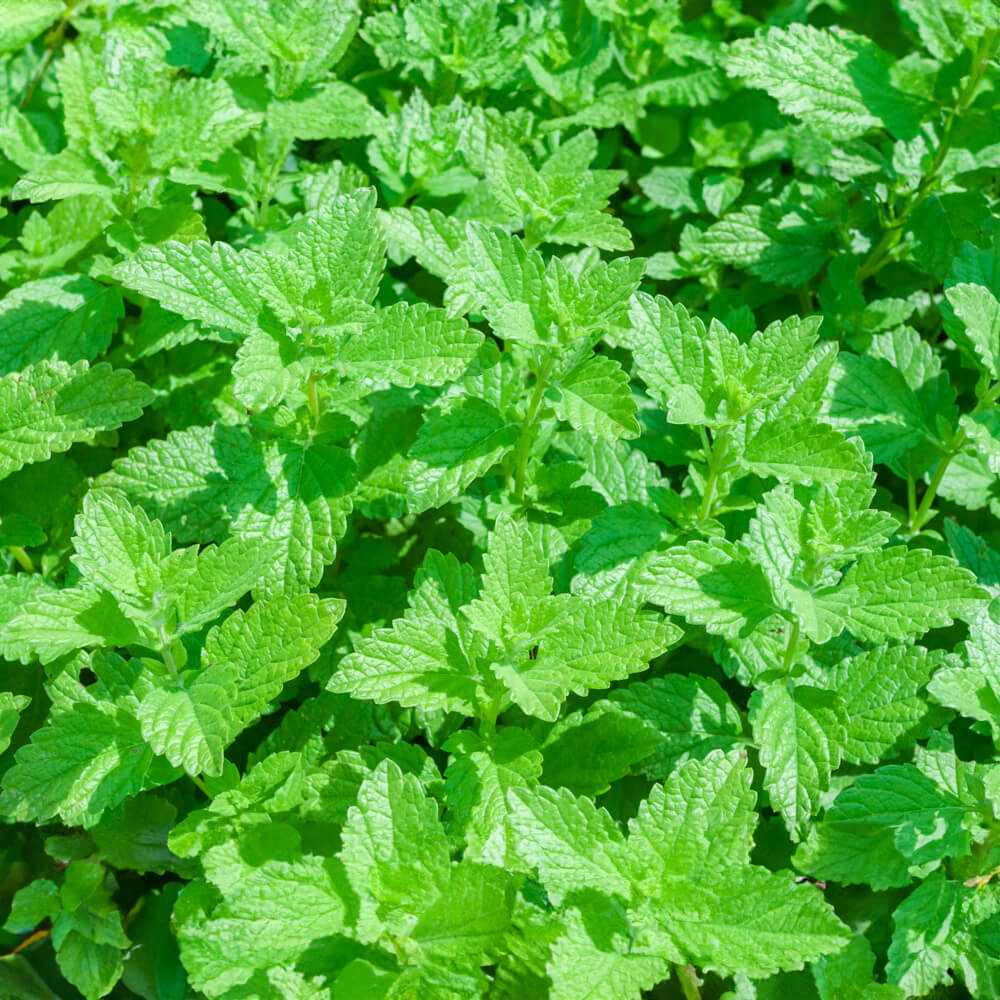 Tree planting kit "Woodruff" (1 each of larch, arborvitae, and sea buckthorn) - plastic-free