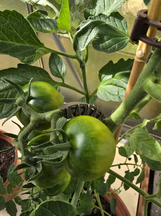 Rispenhalter Rispenbügel für Tomaten Paprika Gurken Rankhilfe 5,5 mm Braun 100 Stück