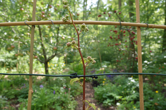Himbeeren richtig anbinden: Anleitung + Tipps für Drahtspalier & Himbeerklammern