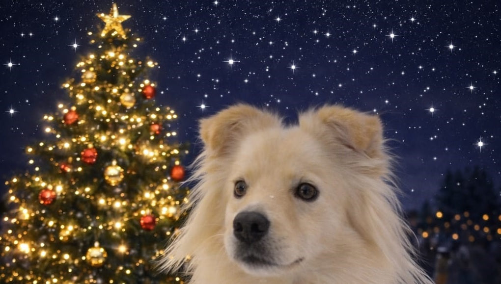 Frohe Weihnachten. Sehr niedlicher Hund vom Selbstversorgerladen vor einem Weihnachtsbaum mit Geschenken sendet einen Weihnachtsgruß