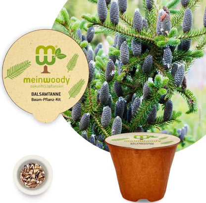 Balsamtanne Baum-Pflanz-Kit Pflanzkit Pflanzanleitung plastifreier Pflanztopf
