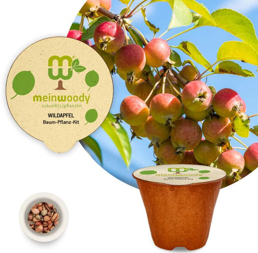 Wildapfel Baum-Pflanz-Kit Pflanzkit Pflanzanleitung plastikfreier Pflanztopf wilder Apfel