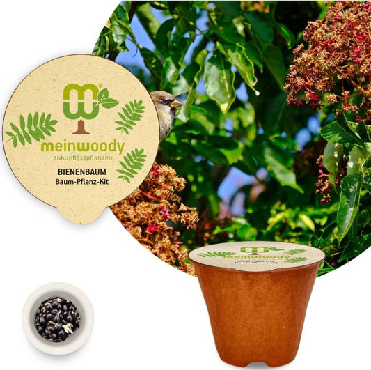 Bienenbaum Baum-Pflanz-Kit Pflanzkit mit Pflanzanleitung Duftraute