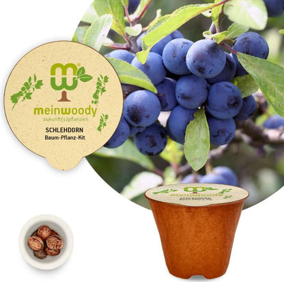 Blackthorn planting kit, planting instructions, plastic-free planting pot, shrub 