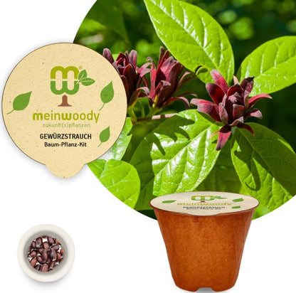 Spicebush planting kit, planting instructions, plastic-free planting pot 