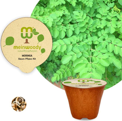 Moringa planting kit, horseradish tree planting kit, planting instructions, plastic-free planting pot 