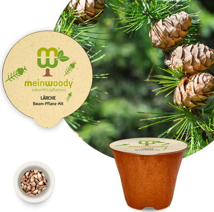 Larch tree planting kit with planting instructions and plastic-free planting pot 