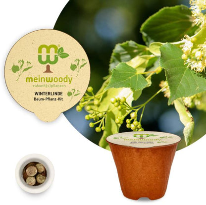 Small-leaved linden tree planting kit, planting instructions, plastic-free planting pot, linden 