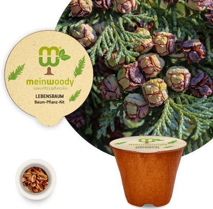 Arborvitae tree planting kit, planting instructions, plastic-free planting pot (Thuja) 