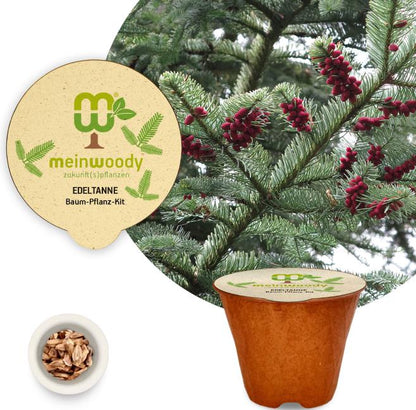 Noble fir tree planting kit, planting kit, planting instructions, plastic-free planting pot, silver fir 