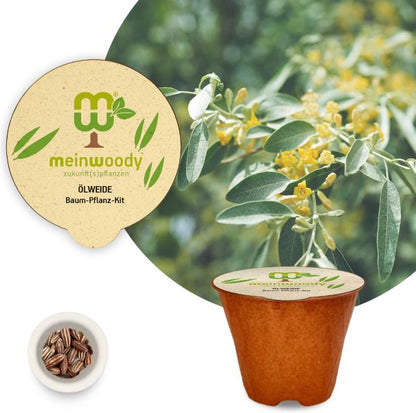 Oleaster tree planting kit, planting instructions, plastic-free planting pot, willow 