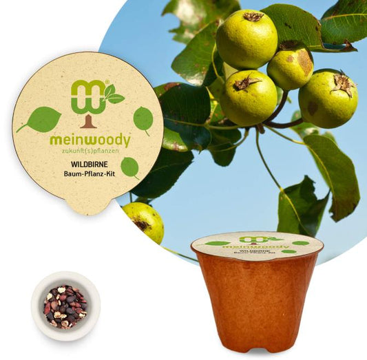 Wildbirne Baum-Pflanz-Kit Pflanzkit Pflanzanleitung plastikfreier Pflanztopf wilde Birne