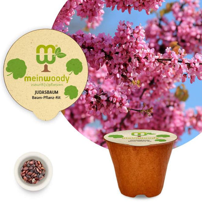 Judas tree planting kit with planting instructions and plastic-free planting pot 