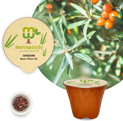 Sea buckthorn planting kit, planting instructions, plastic-free planting pot, shrub 