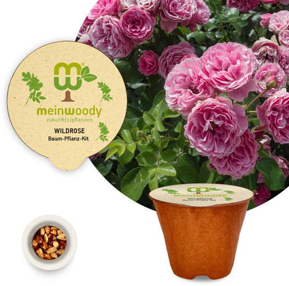 Wild rose planting kit, rosehip planting kit, plastic-free planting pot, hedge rose 