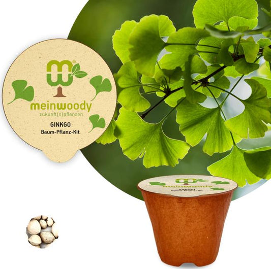 Ginko Baum-Pflanz-Kit Pflanzkit mit Pflanzanleitung plastikfreier Pflanztopf