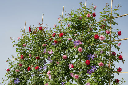 Tonkinstab Rankgitter Set 12 Rankstäbe und 36 Tonkinklammer Pflanzgerüst Bausatz 120 cm