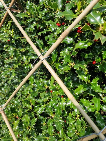 Tonkinstab Rankgitter Set 12 Rankstäbe und 36 Tonkinklammer Pflanzgerüst Bausatz 120 cm