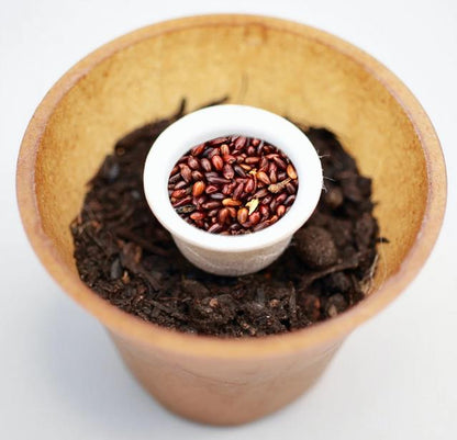 Sea buckthorn planting kit, planting instructions, plastic-free planting pot, shrub 