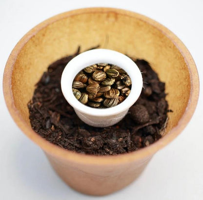 Hornbeam tree planting kit with planting instructions and plastic-free planting pot 