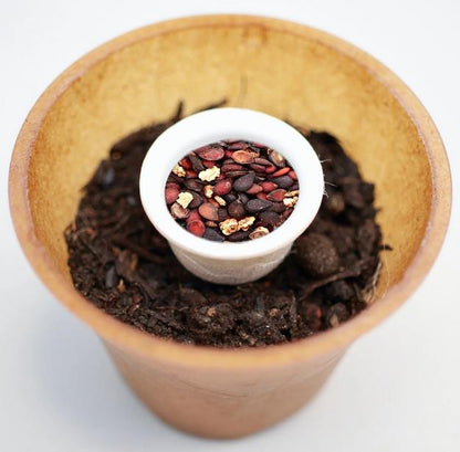 Wild pear tree planting kit, planting instructions, plastic-free planting pot, wild pear 