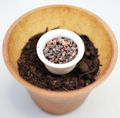 Fichte Baum-Pflanz-Kit Pflanzkit Pflanzanleitung plastikfreier Pflanztopf