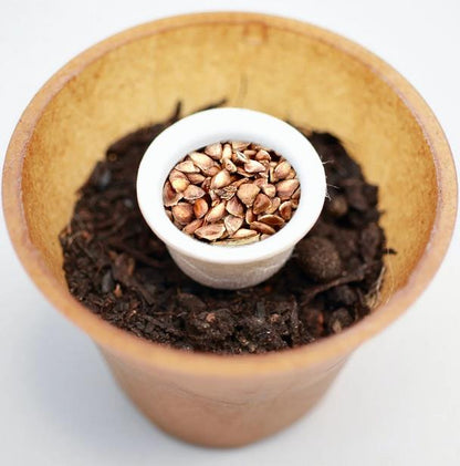 Larch tree planting kit with planting instructions and plastic-free planting pot 