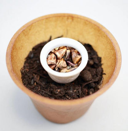 Balsamtanne Baum-Pflanz-Kit Pflanzkit Pflanzanleitung plastifreier Pflanztopf