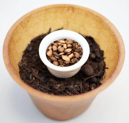 Pine tree planting kit with planting instructions and plastic-free planting pot 