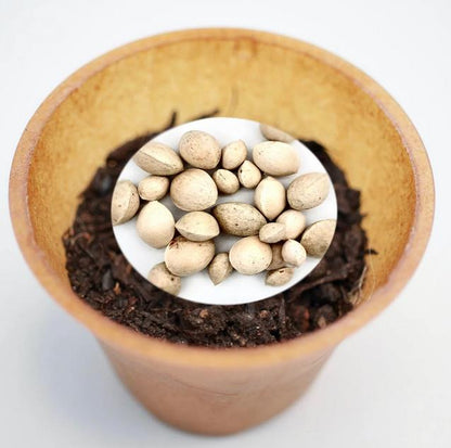 Ginkgo tree planting kit with planting instructions and plastic-free planting pot 