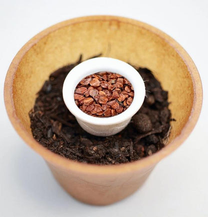 Erle Baum-Pflanz-Kit Pflanzkit Pflanzanleitung plastikfreier Pflanztopf