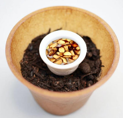 Wild rose planting kit, rosehip planting kit, plastic-free planting pot, hedge rose 