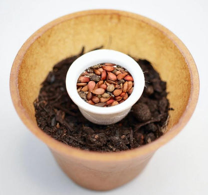 Wild apple tree planting kit, planting kit, planting instructions, plastic-free planting pot, wild apple 