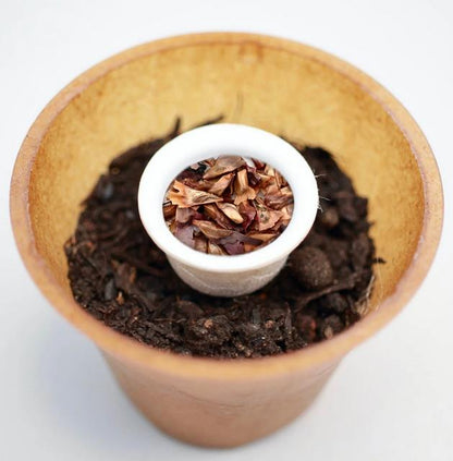 Nordmann fir tree planting kit, planting instructions, plastic-free planting pot, fir tree 