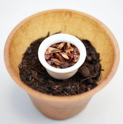 Trojan fir tree planting kit, planting instructions, plastic-free planting pot, fir 