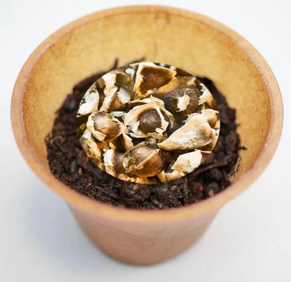 Moringa planting kit, horseradish tree planting kit, planting instructions, plastic-free planting pot 