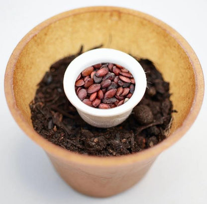 Judas tree planting kit with planting instructions and plastic-free planting pot 