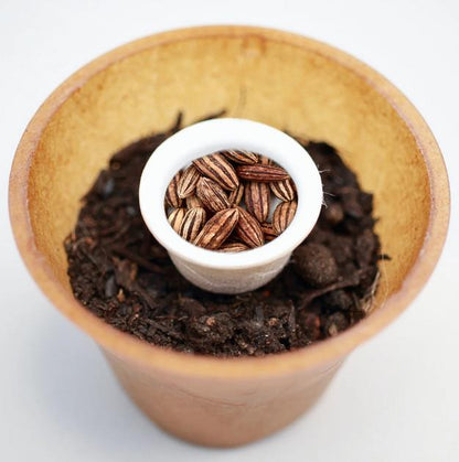 Summer linden tree planting kit, planting instructions, plastic-free planting pot, linden 