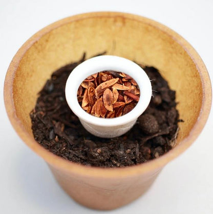 Lilac tree planting kit, planting instructions, plastic-free planting pot 