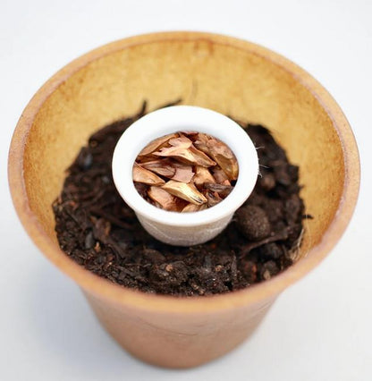 Turkish fir tree planting kit, planting instructions, plastic-free planting pot, fir 