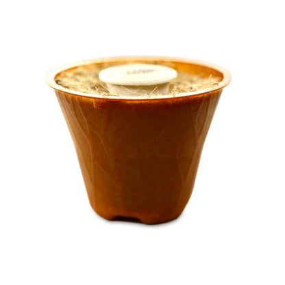 Moringa planting kit, horseradish tree planting kit, planting instructions, plastic-free planting pot 