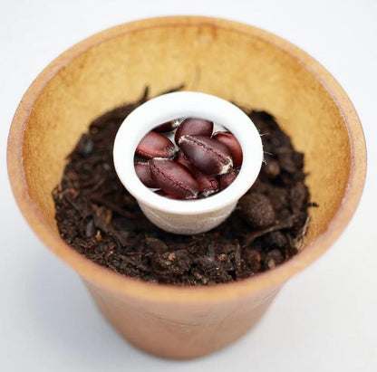 Spicebush planting kit, planting instructions, plastic-free planting pot 