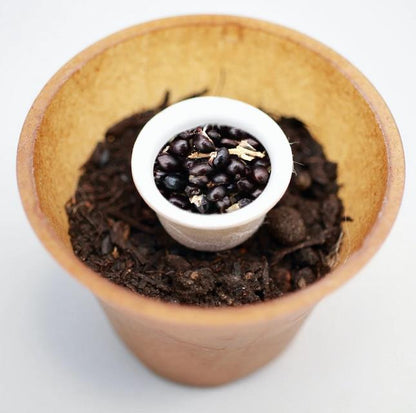 Bee Tree Planting Kit with Planting Instructions Fragrant Rue 