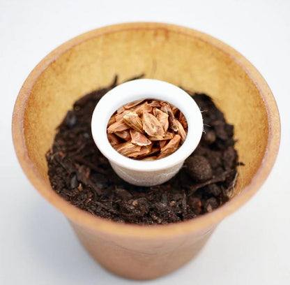 Noble fir tree planting kit, planting kit, planting instructions, plastic-free planting pot, silver fir 